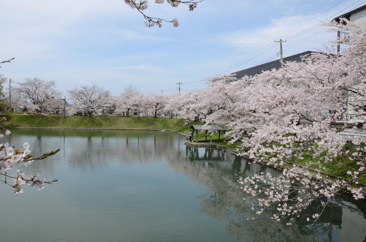 満開の桜と最上公園の画像