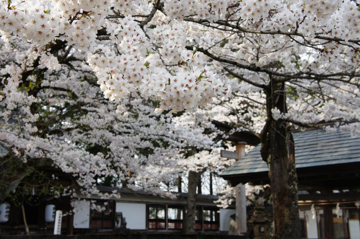 戸沢神社の桜の画像