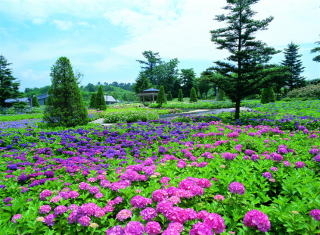 東山公園（あじさいの杜）