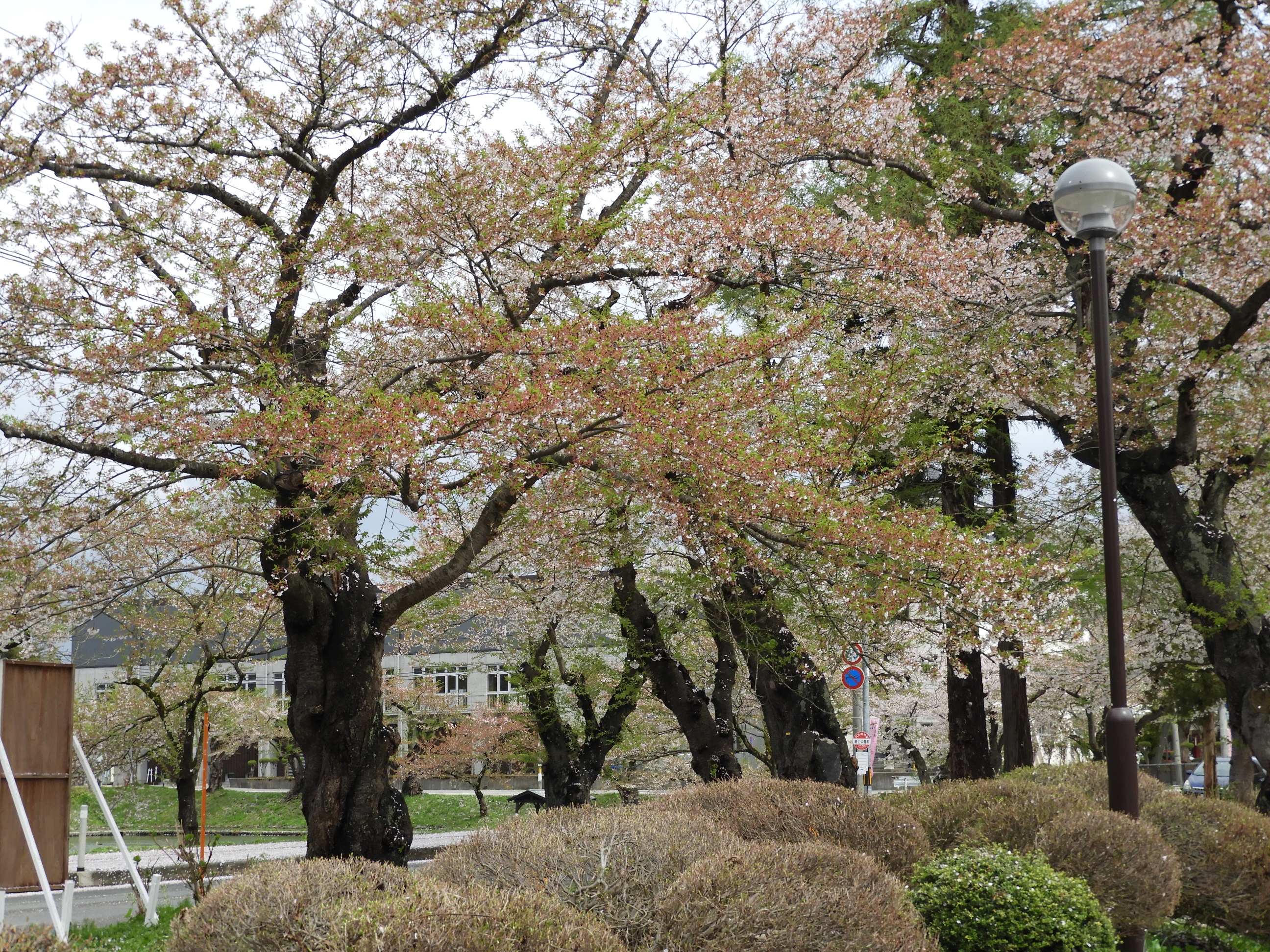 最上公園の桜の開花状況写真