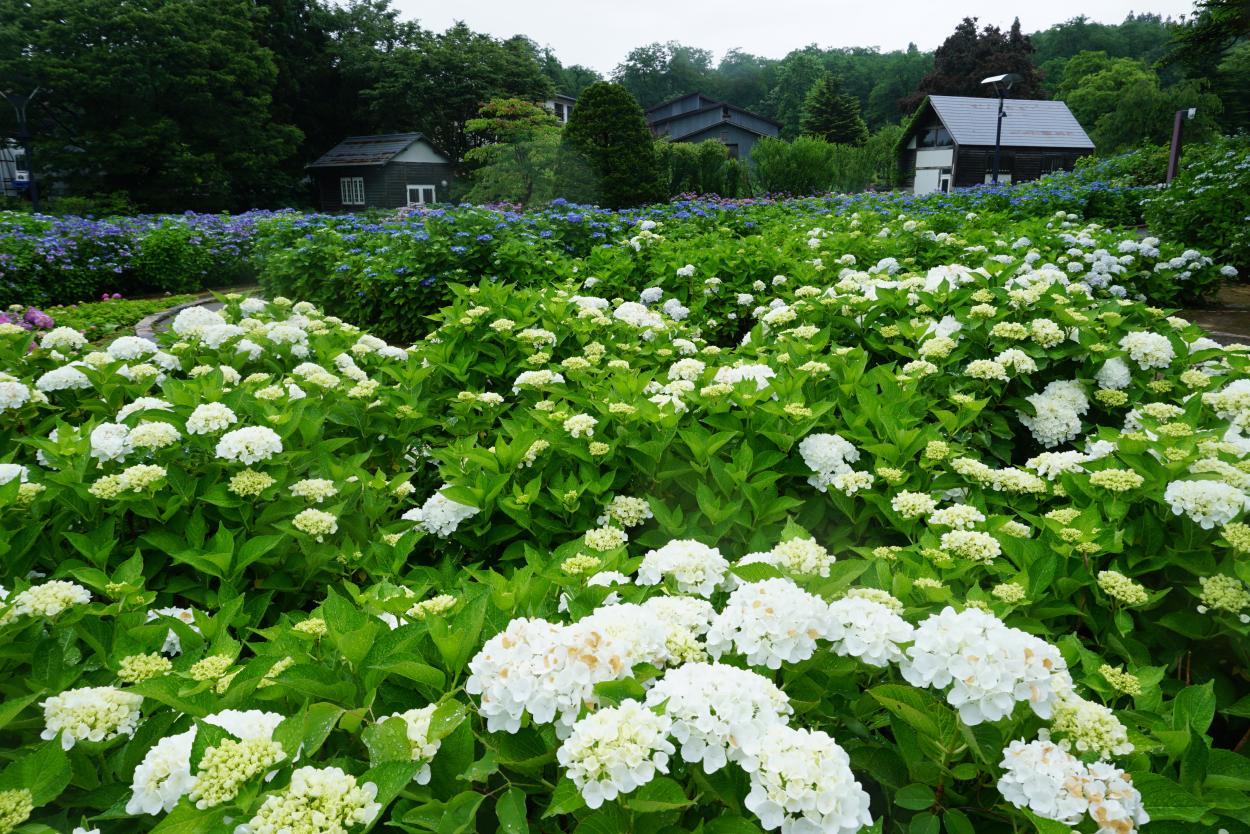 2020あじさい(東山公園)2