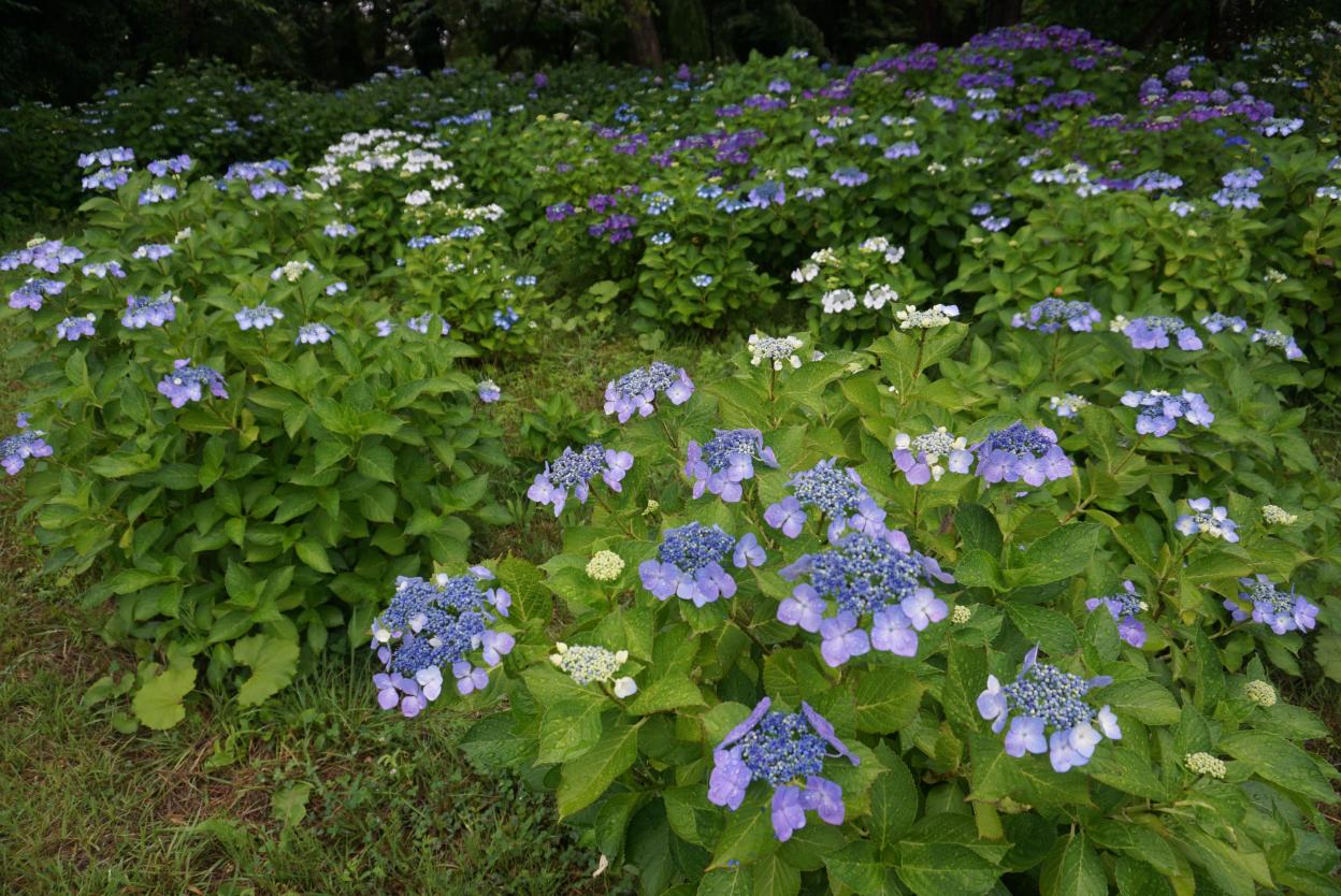 2020あじさい(最上公園)1