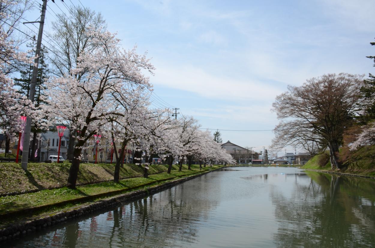 満開の桜と最上公園2の画像