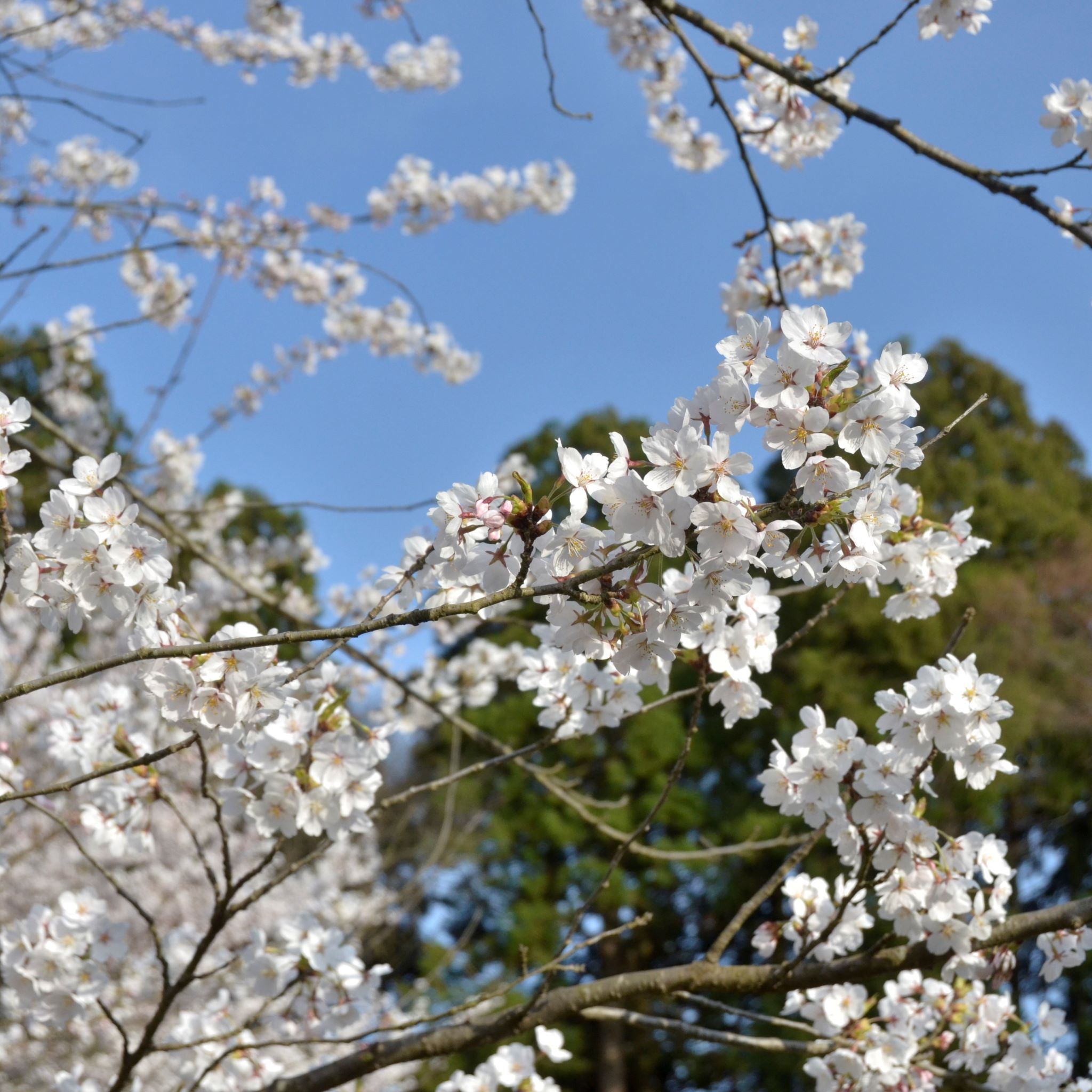 resize0414sakura.jpg