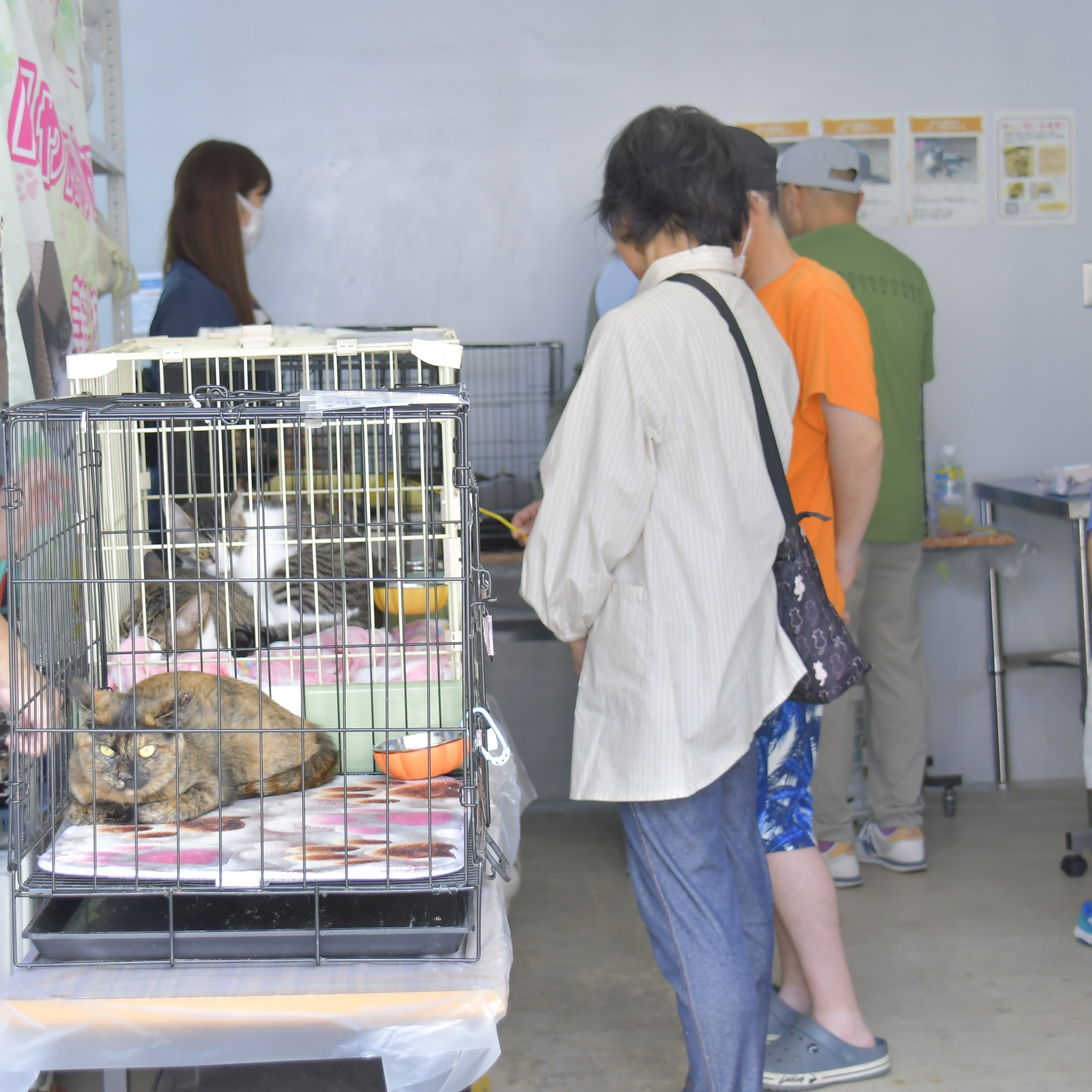 0704_hogoneko_DSC1678.JPG