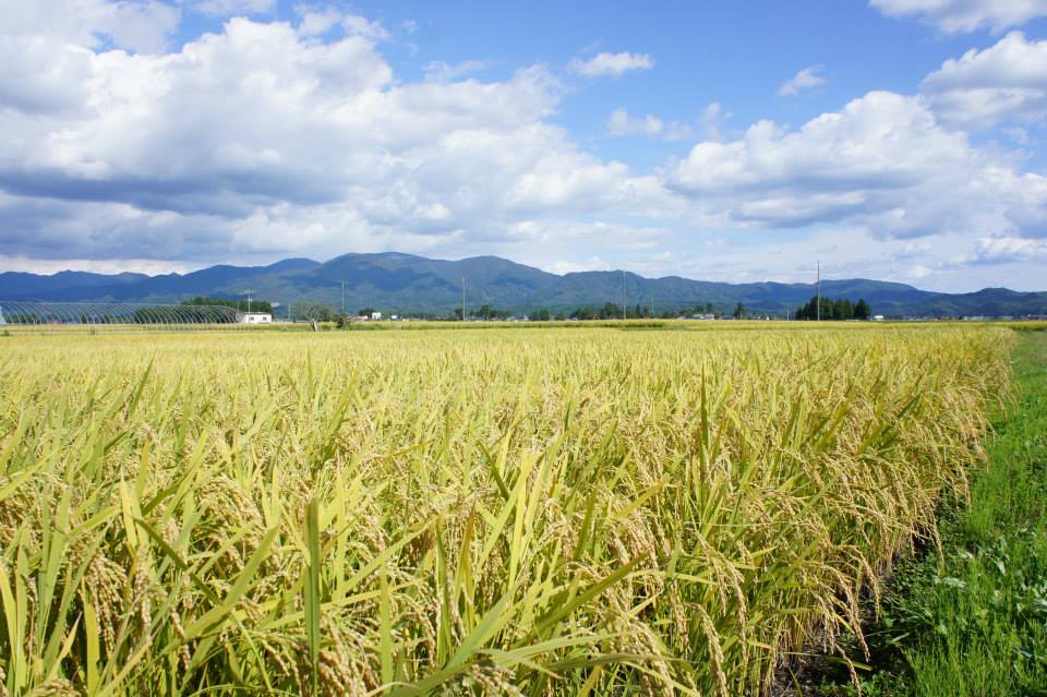 新庄の田園風景の画像