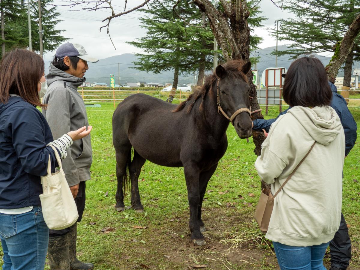 動物たちがやってくる１ウマの画像