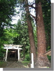 鳥越八幡神社の夫婦スギ