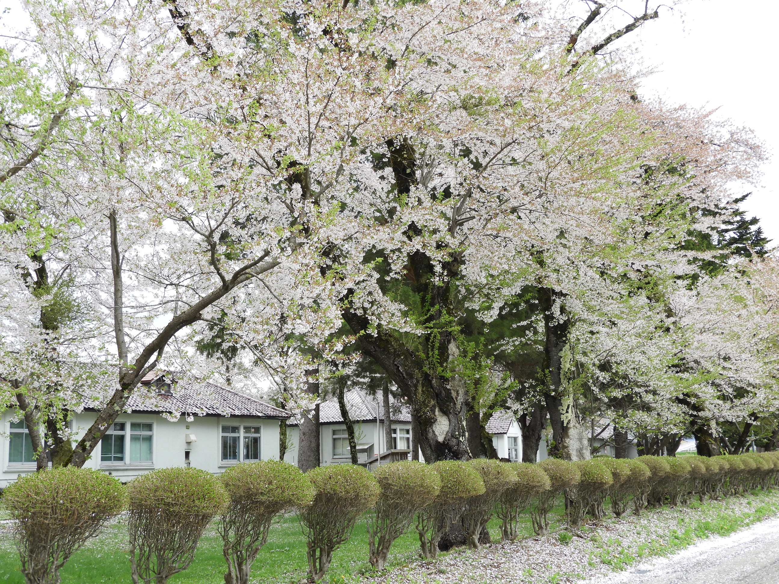 エコロジーガーデンの桜の開花状況写真