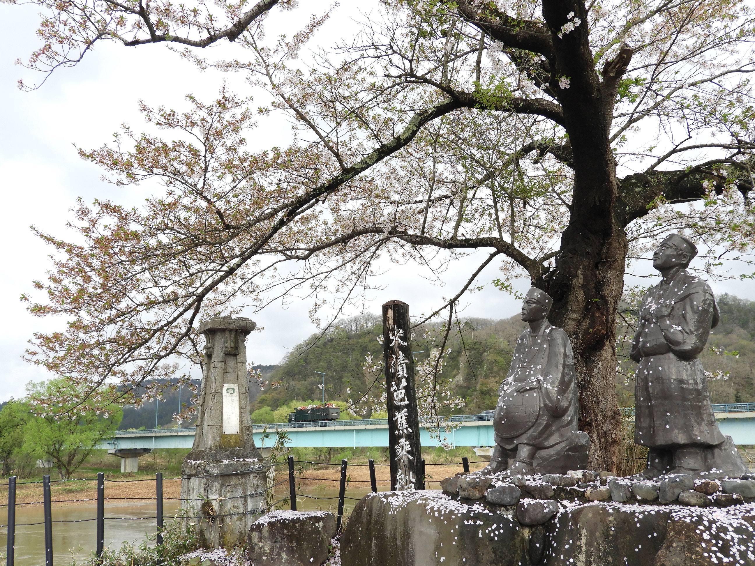 芭蕉乗船の地の桜の開花状況写真