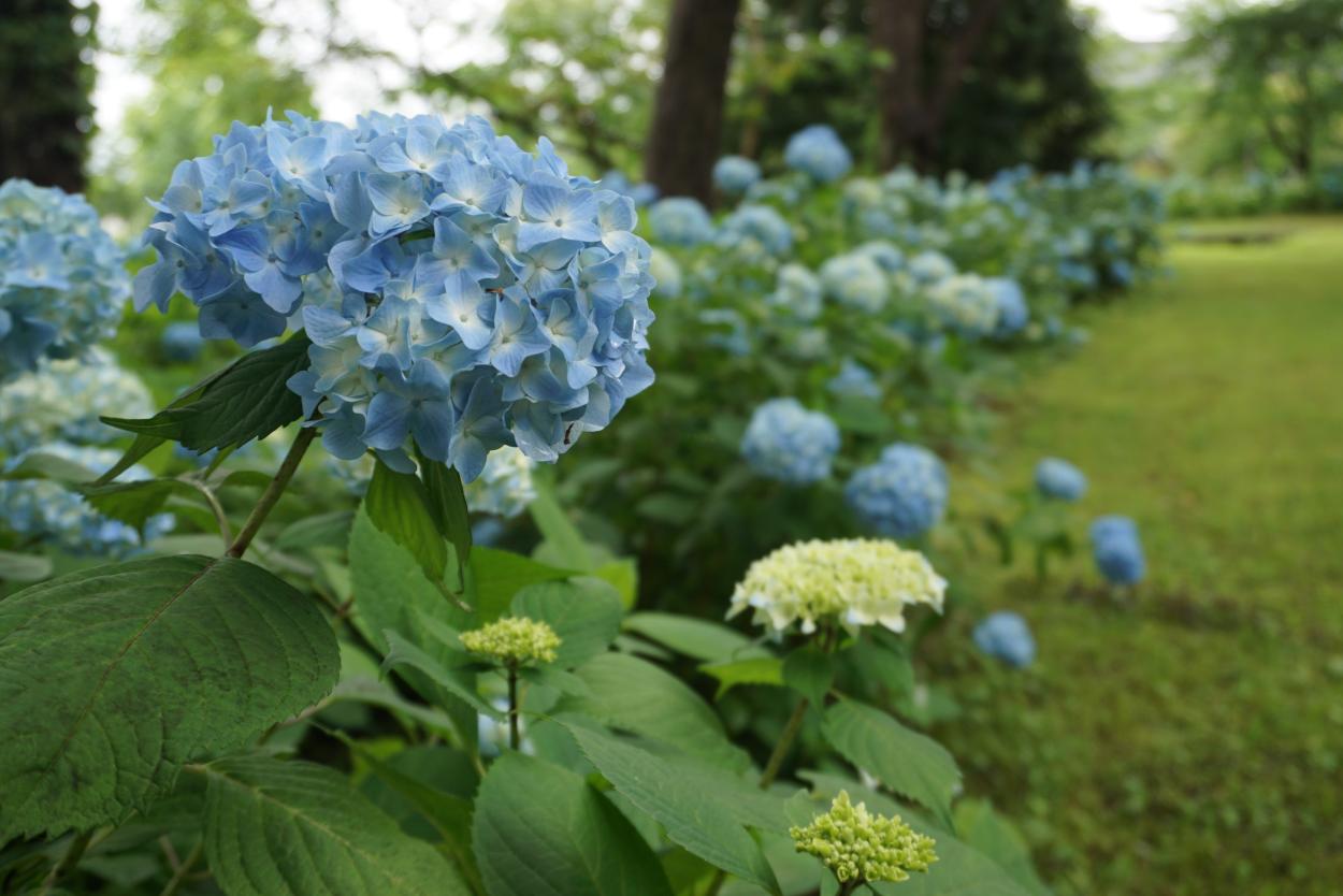 あじさい写真最上公園4
