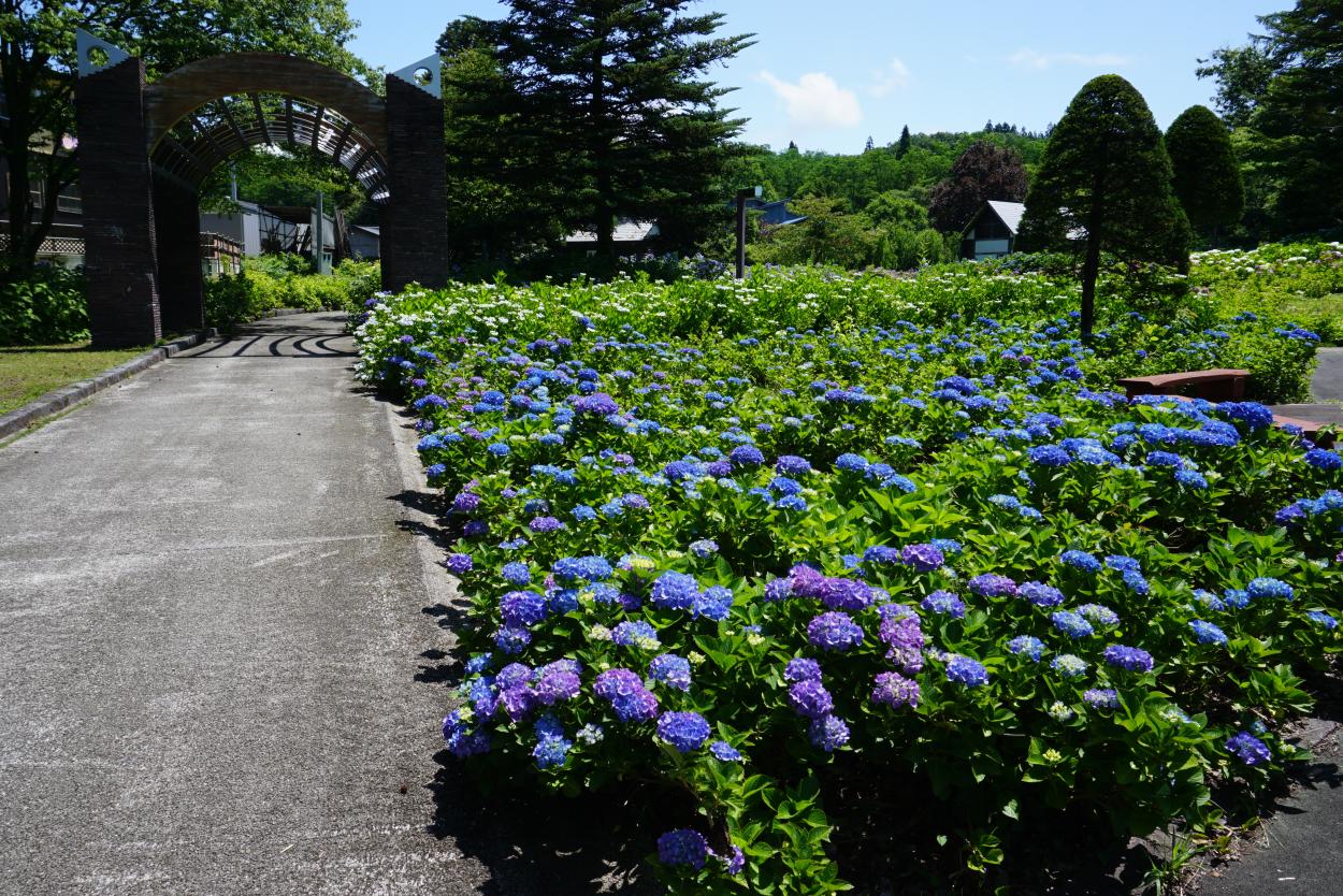 あじさい写真2019東山公園5