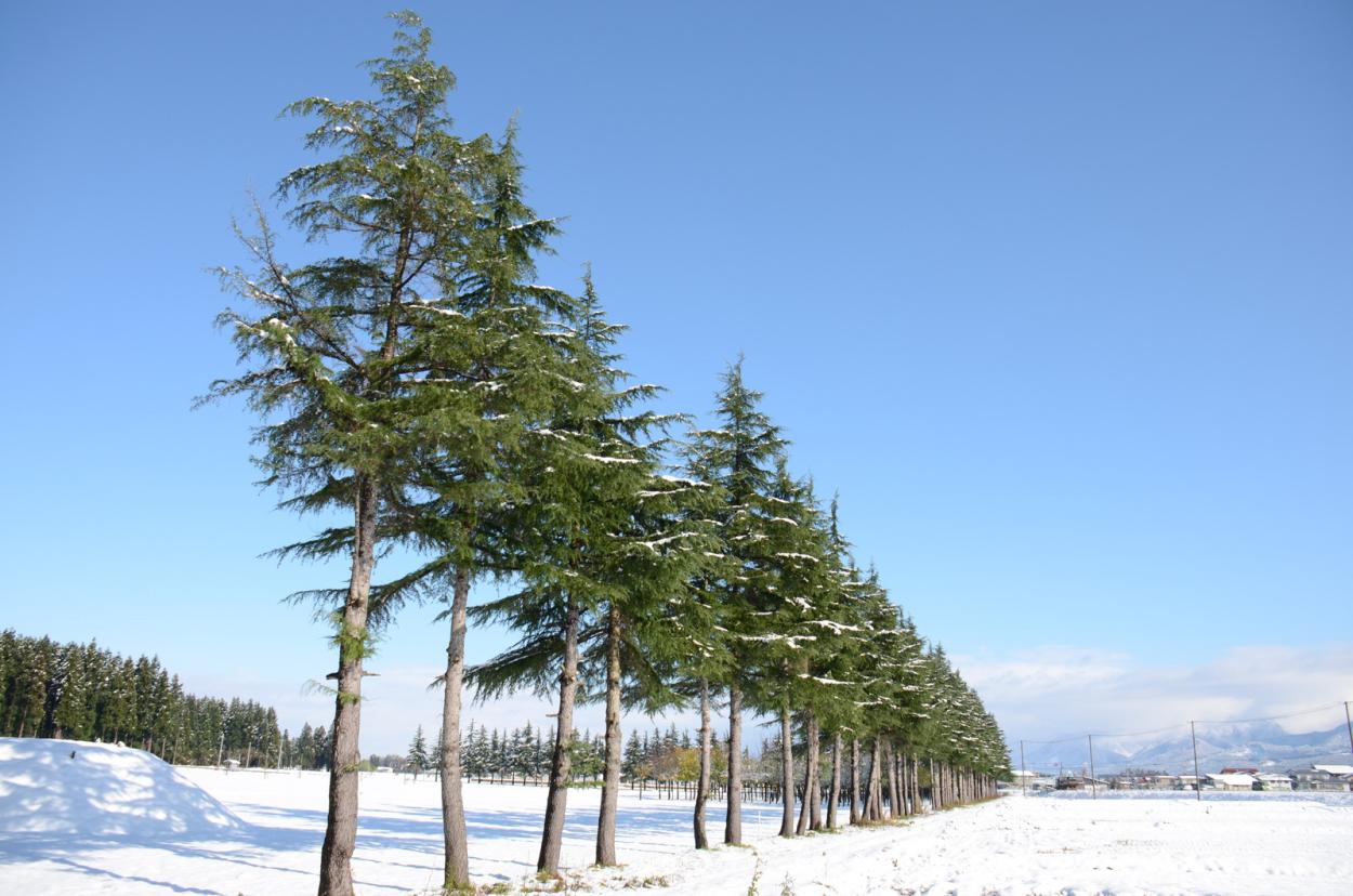 新雪と杉並木の画像