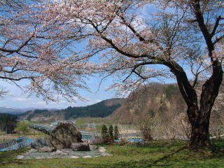 桜の名所の画像